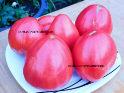 1щека кёртис.png