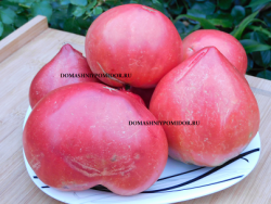 б.с. майкла лари.png