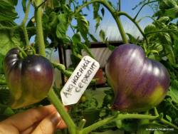 Ананасный сержант (от Софии С).jpg