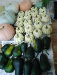 24г Свит Дамплинг и Капелька.jpg