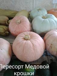 24г Семена СС