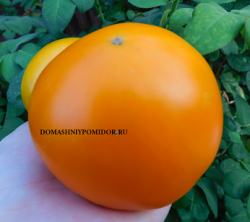 золото курляндии.png