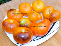 1голубой костелло.png