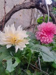 Café au Lait Royal 8/11/25