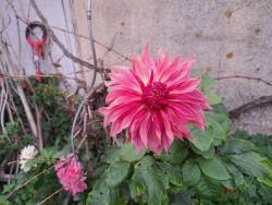 Penhill Dark Monarch 8/11/25