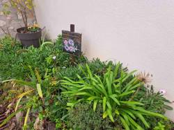 Еще цветет остеоспермум у соседки 8/11/25