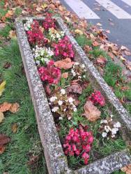 Неутомимые бегонии на автобусной остановке 8/11/25