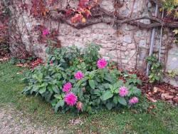 Георгин у соседки (покупала вместе со мной в 2022 году) 8/11/25