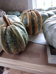 24г Тонда Пандана..jpg