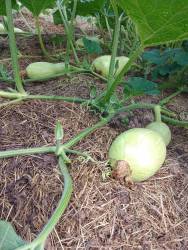 24г Растут Виолины..jpg