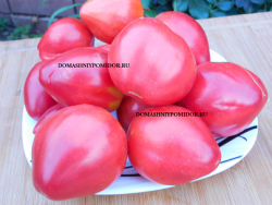 1гном крези калиопа1.png