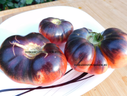 розовая ночь.png