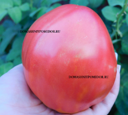 японская луковица.png