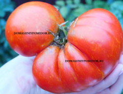 1кулак минусинский.png