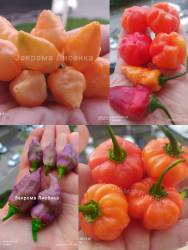 острый перец 2025