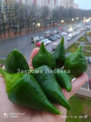 Красавица Леся в ноябре