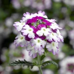 verbena_Obsession_Twister_Purple2.jpg