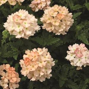 verbena_Tuscany_Peach3.jpg