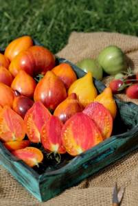 Сладкая Карамель Софии 17 — средний размер.jpeg