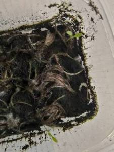 парпл дрим.jpg