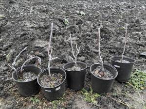 IMG_0350 (1).jpg 1.jpg