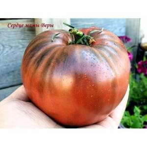 Сердце мамы Веры2-500x500.jpg