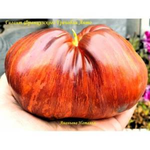 _фр грен с анто-500x500.jpg