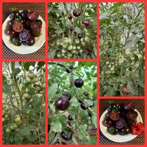 Изображение WhatsApp 2025-08-11 в 16.01.10_dc360997.jpg