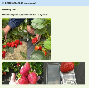 Screenshot 2025-12-02 at 20-47-15 СП Фриго 2026 - покупаем рассаду клубники - Страница 184 - Совместные покупки - tomat-pomidor.com - форум.png