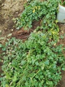 сельд дек.jpg