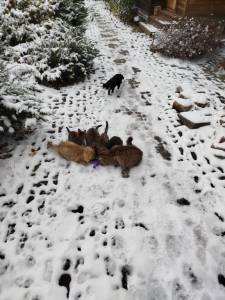 Изображение WhatsApp 2024-11-05 в 10.36.05_403583ee.jpg