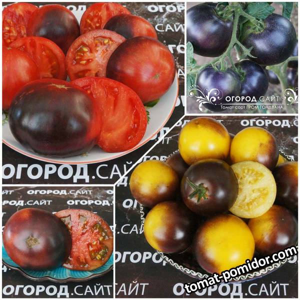 Огород.сайт - семена из Старой Майны, фото