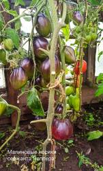 Малиновые носики Сержанта Пеппера.jpg