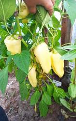 Перец сладкий Хаски.jpg