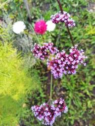 Вербена бонарская.jpg