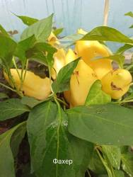 Перец сладкий Фахер.jpg