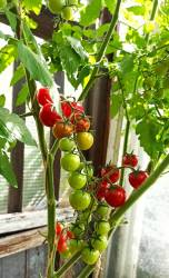 Черри Новелло.jpg