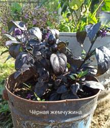 Перец остр. Черная жемчужина.jpg