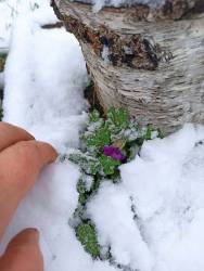 Обриета октябрь 2025.jpg