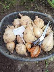 Лук Эксибишен.jpg