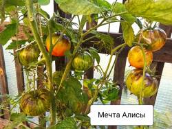 Мечта Алисы.jpg