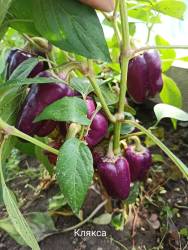 Перец сладкий Клякса.jpg