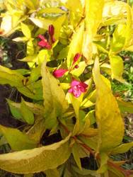 Вейгела Ауреа.jpg