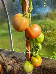 Всеми любимый