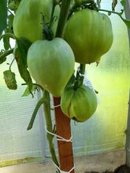 Красное сердце тети Иванка