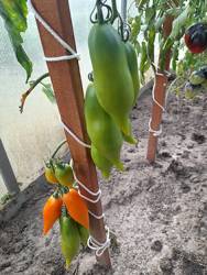 Туфельки султана