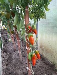 Андский корнуэ