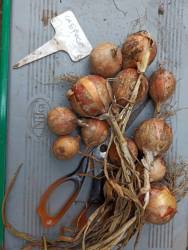 Лук Сабросо.jpg