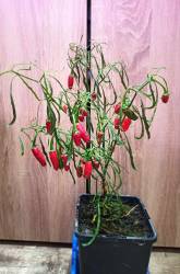 Ведьмина метла.jpg