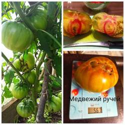 Медвежий ручей 2.jpg